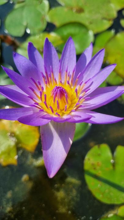 בת חן עבודי