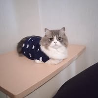 鈞焯 陳