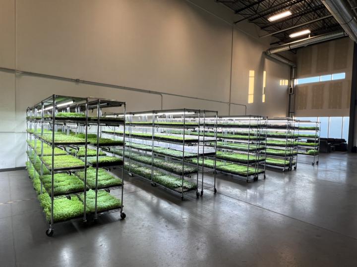 En Noviembre producimos 8kg de Microverduras para venta