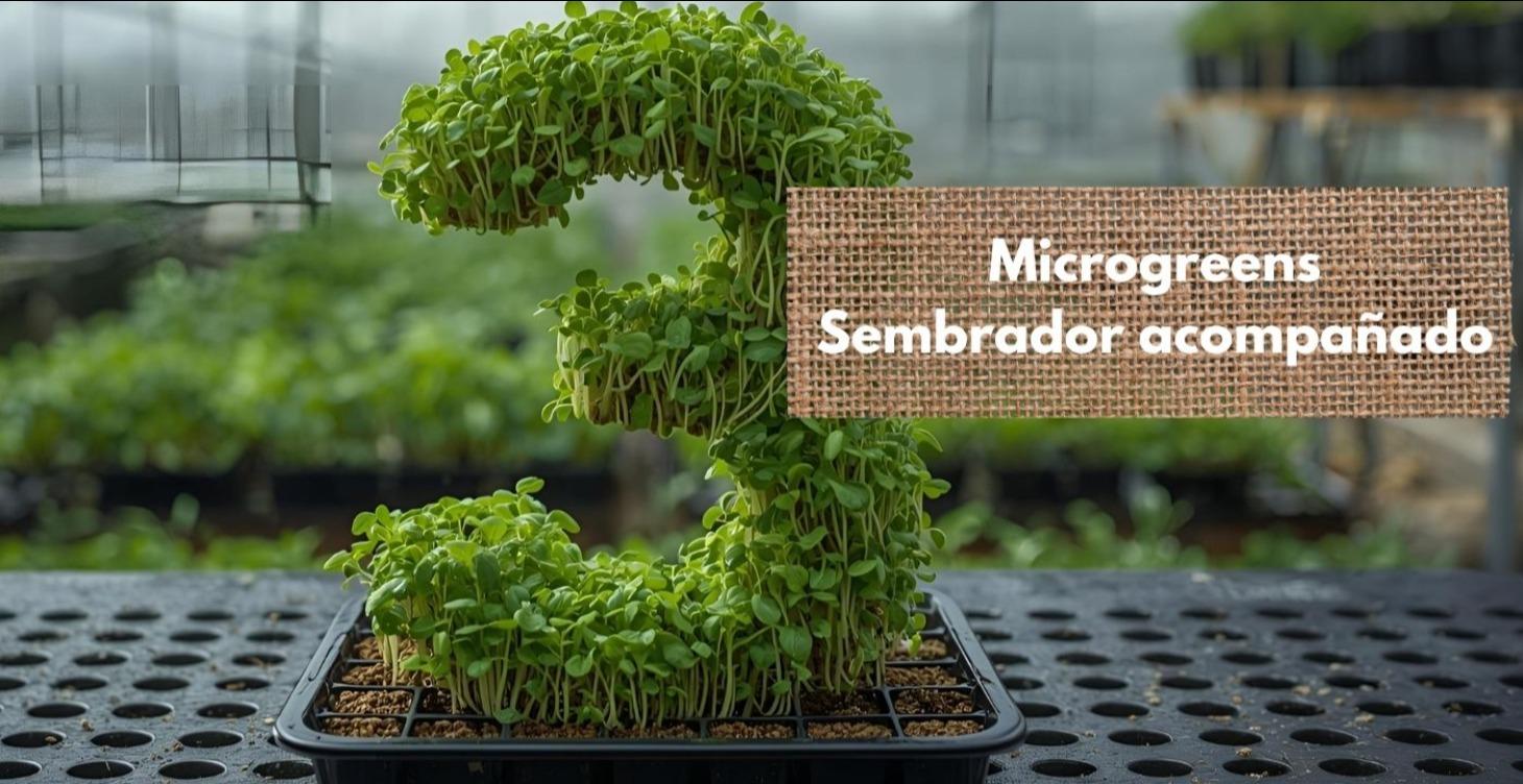 Sembrador Acompañado