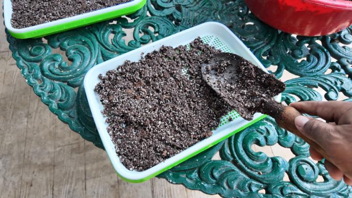 ¿Qué materiales debo utilizar para microgreens?