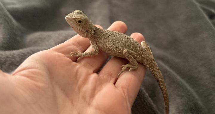 Reptile lovers