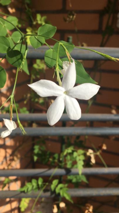 Begoña Cifuentes garcia