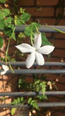 Begoña Cifuentes garcia