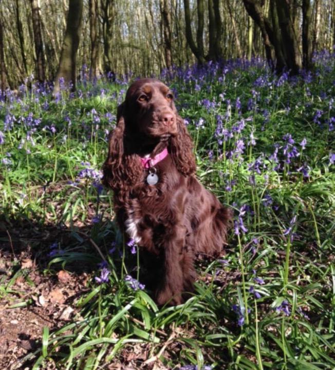 Rachel van der Vliet