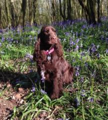 Rachel van der Vliet