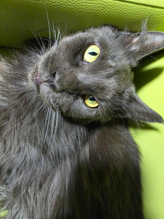 Farês Metwalli