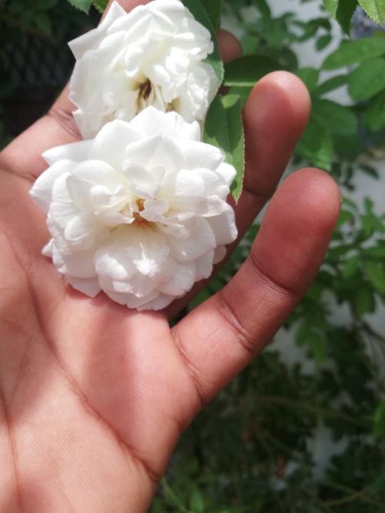 Durga Pidugu