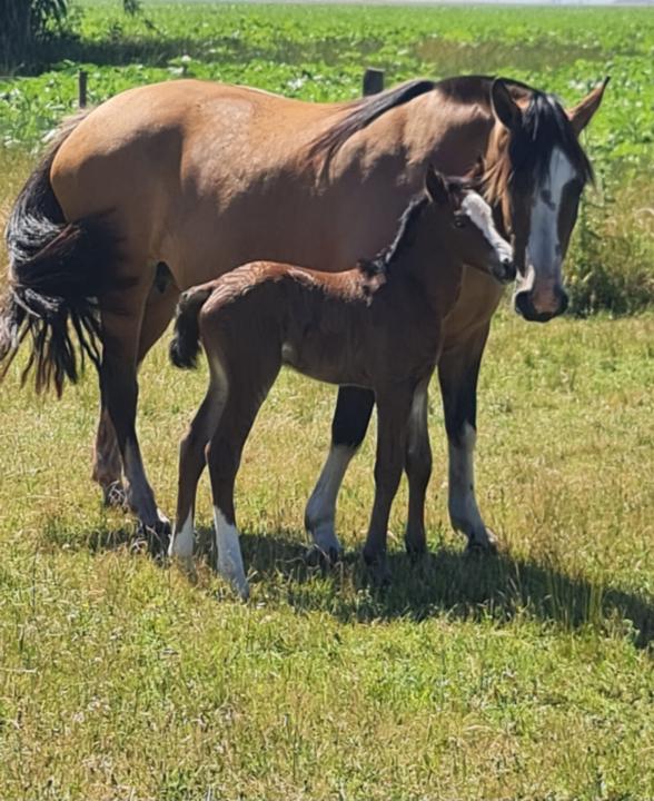 Maria alejandra Amadeo