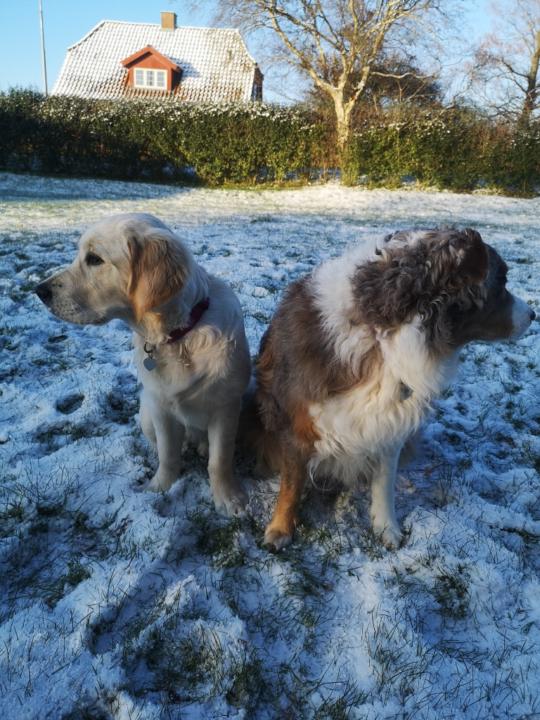 Jane Kofoed Kjeldstrøm