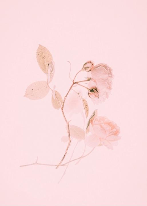 Dianis Torres bernal