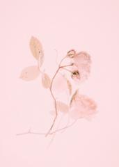 Dianis Torres bernal