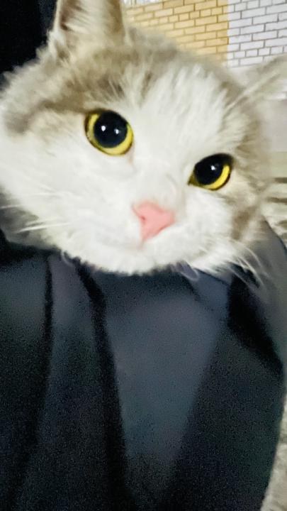 Altak Altak