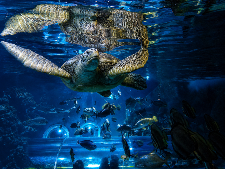 Konstanz, SEA LIFE Aquarium