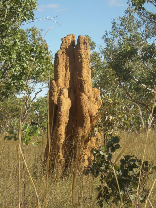 Kakadu National Park, NT, Australia, Termitenhügel