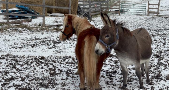 Harmany acres