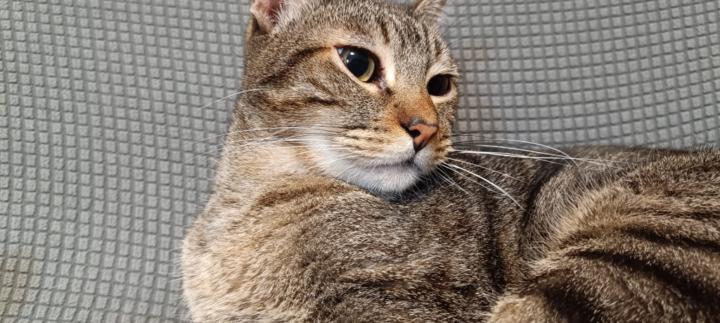 Adrián Collado gastón