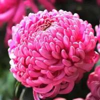 秀芹 宋