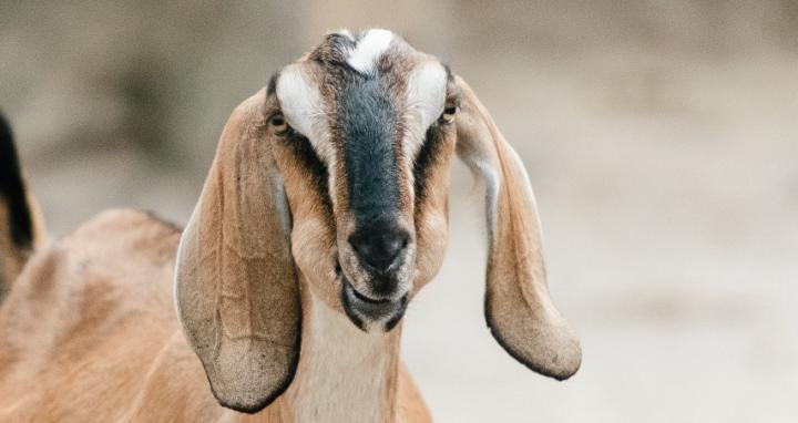 Get Goating! Dairy Goats