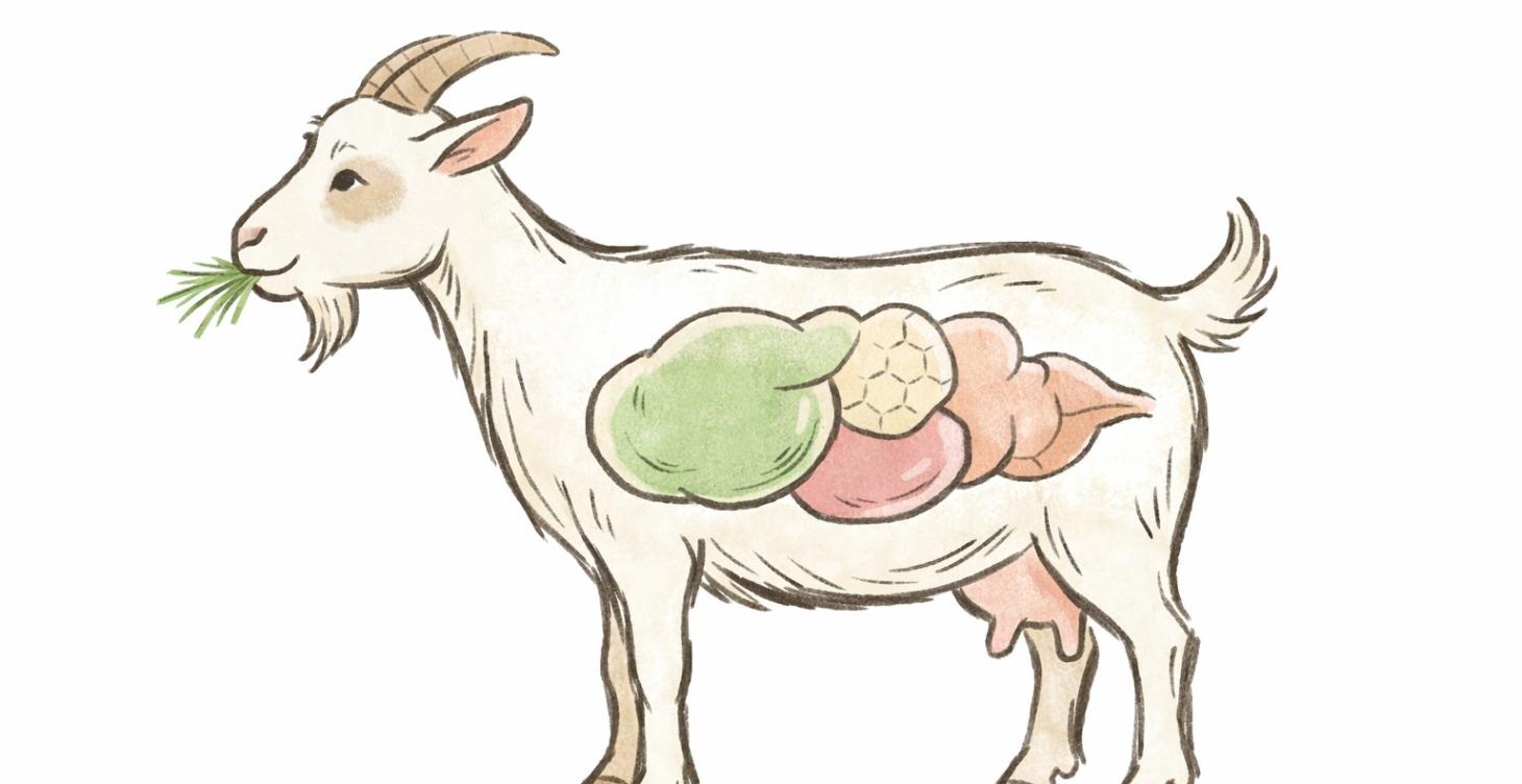 Understanding Goat Digestion