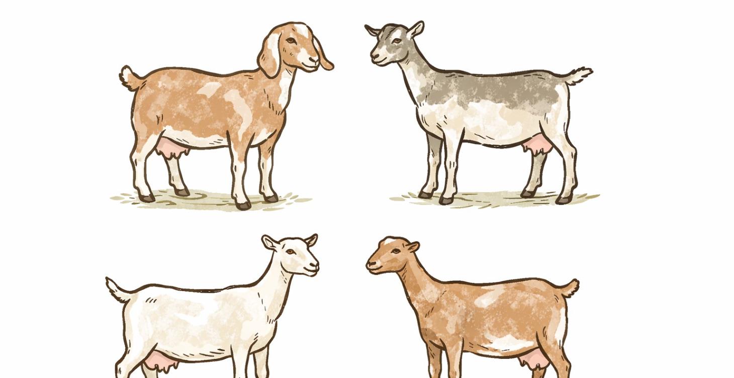 Introduction to the Dairy Breeds