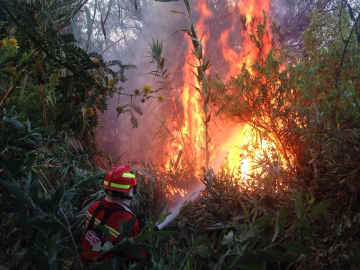 Carlos Castro Arispe