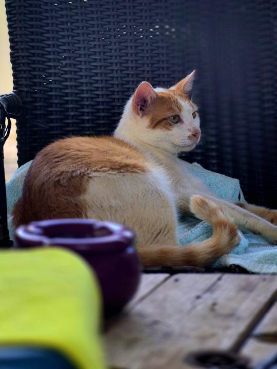 Catography Part 1 