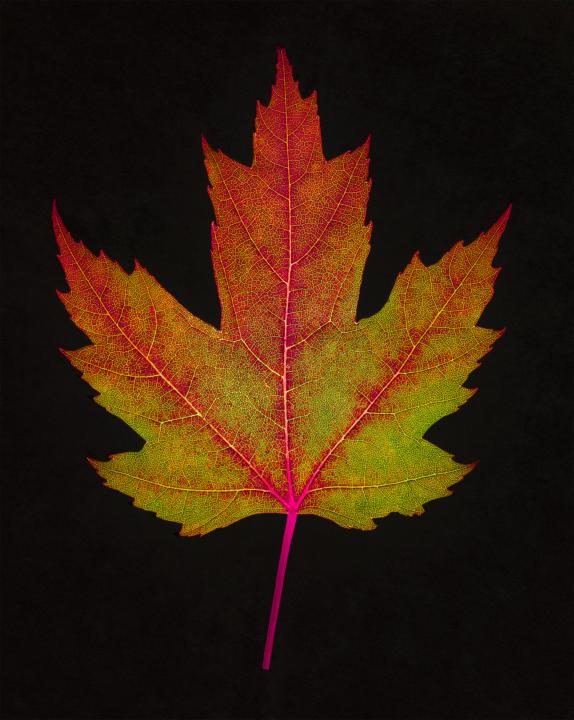 The leaves are falling where I am...