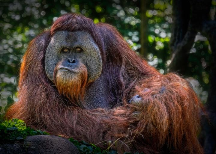 Photo of the month for Cincy Zoo Memebership HQ.