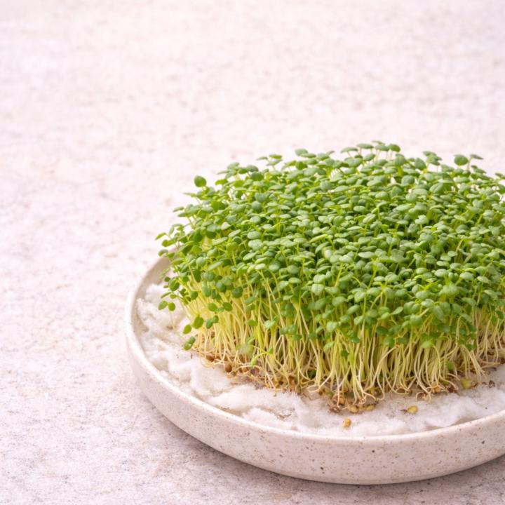 Cojocari Alexandru