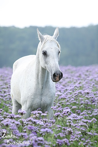 Patrícia Dopiráková