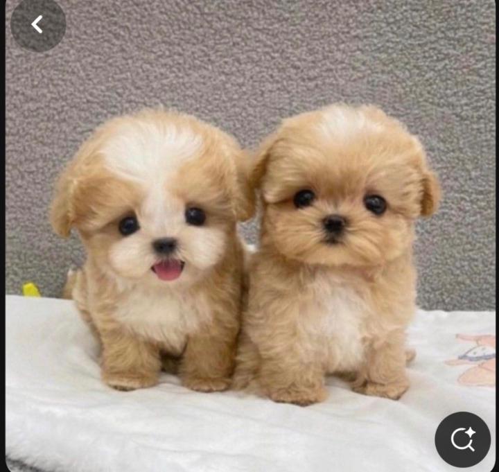 Marielle Charles-Donatien