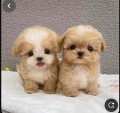 Marielle Charles-Donatien