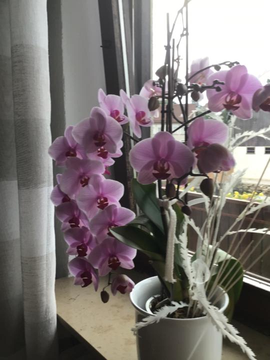 Christina Greissinger