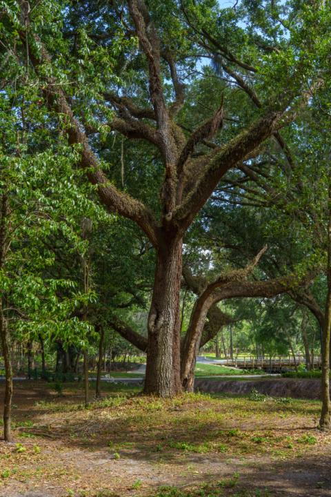 My Project - Trees
