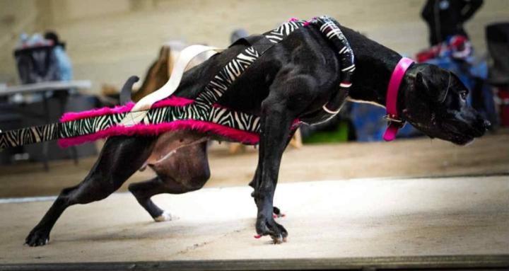 Weight Pull & Performance Dogs