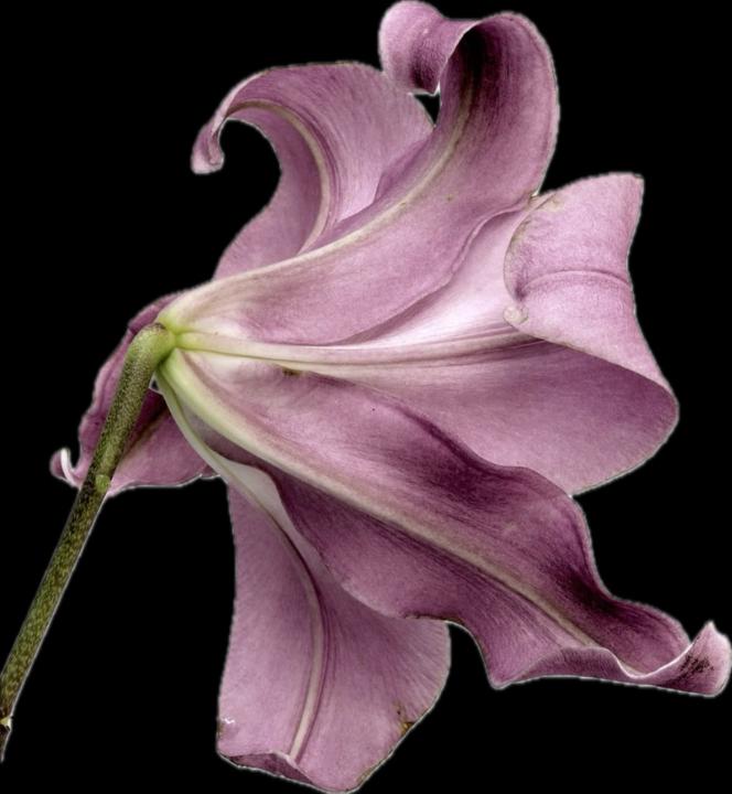 Jackie Álvarez Milflores