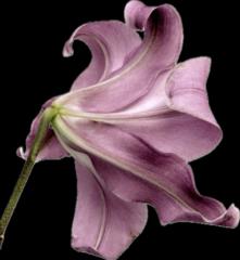 Jackie Álvarez Milflores