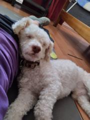 Federico Hechenleitner