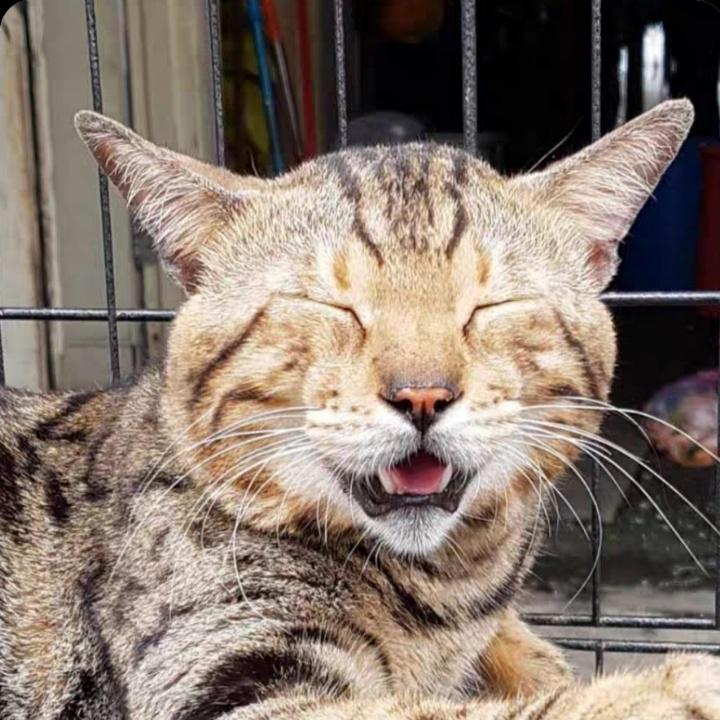 Yap Yik