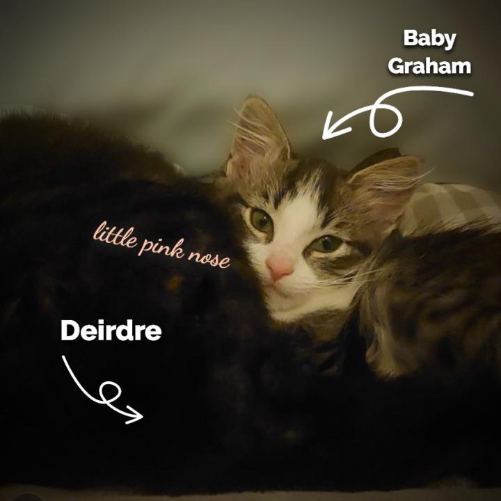 Aren't the beautiful