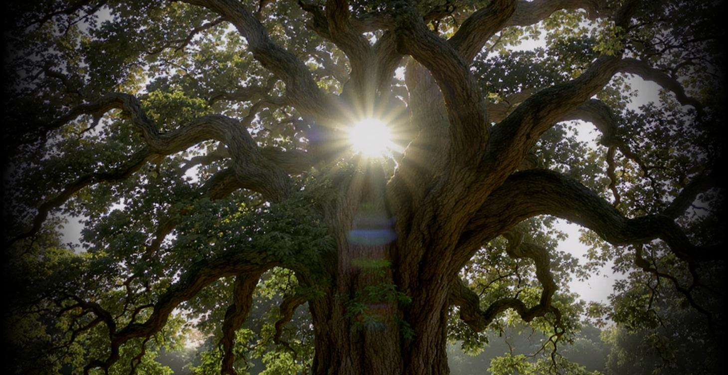 The Evidence: Epic Testimonials