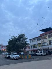 Büşra İnce