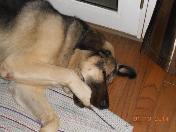 Tuesday: The Silent Confessions of Where/How Your Dog Sleeps