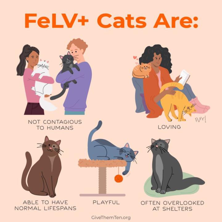 It’s Feline Leukemia Virus awareness day!