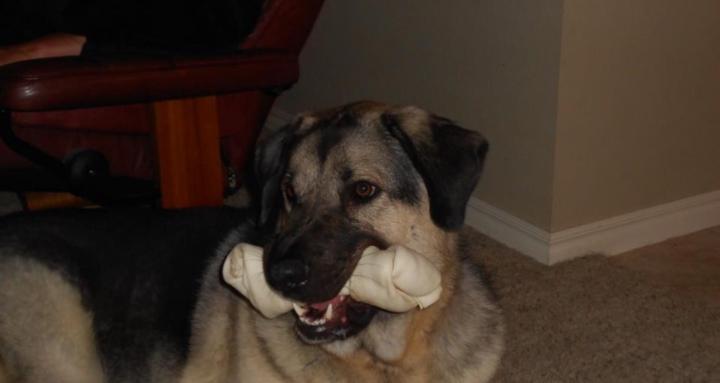 Simcha Hub of Pet Physiology