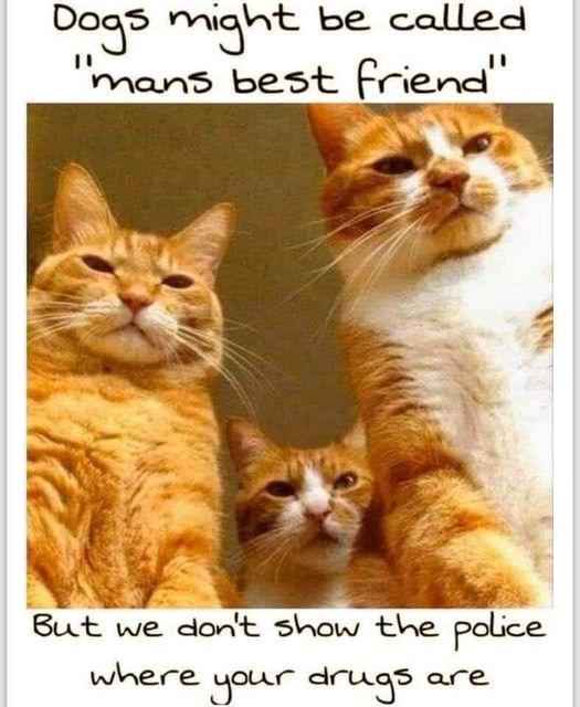 A Needed Chuckle