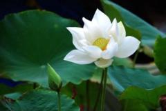 Giang Pham