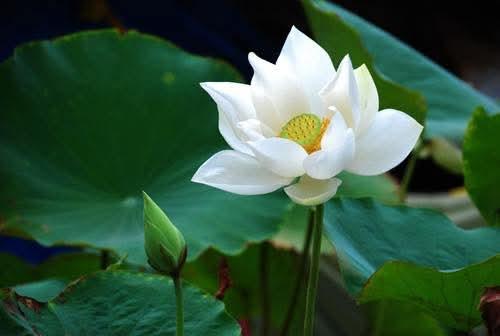 Giang Pham