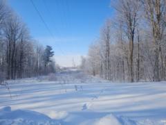 Allison Joseph patrick